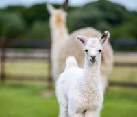 Alpaka-Farm